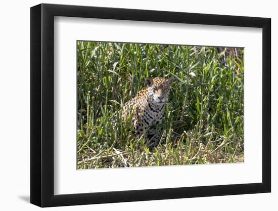 Brazil, The Pantanal, Rio Cuiaba, A female jaguar sits on the river bank watching for prey.-Ellen Goff-Framed Photographic Print