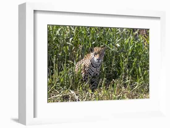 Brazil, The Pantanal, Rio Cuiaba, A female jaguar sits on the river bank watching for prey.-Ellen Goff-Framed Photographic Print