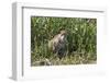 Brazil, The Pantanal, Rio Cuiaba, A female jaguar sits on the river bank watching for prey.-Ellen Goff-Framed Photographic Print