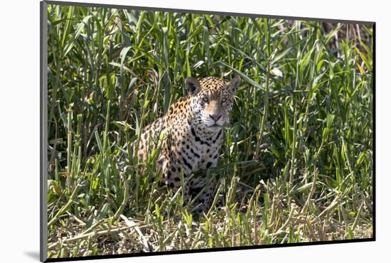 Brazil, The Pantanal, Rio Cuiaba, A female jaguar sits on the river bank watching for prey.-Ellen Goff-Mounted Photographic Print