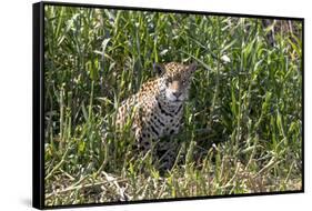 Brazil, The Pantanal, Rio Cuiaba, A female jaguar sits on the river bank watching for prey.-Ellen Goff-Framed Stretched Canvas