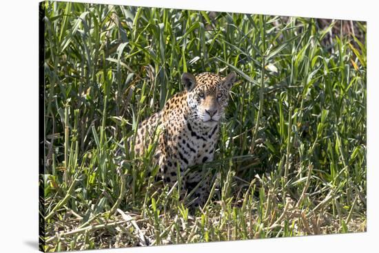 Brazil, The Pantanal, Rio Cuiaba, A female jaguar sits on the river bank watching for prey.-Ellen Goff-Stretched Canvas