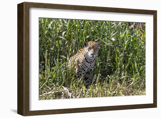 Brazil, The Pantanal, Rio Cuiaba, A female jaguar sits on the river bank watching for prey.-Ellen Goff-Framed Photographic Print