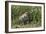 Brazil, The Pantanal, Rio Cuiaba, A female jaguar sits on the river bank watching for prey.-Ellen Goff-Framed Photographic Print