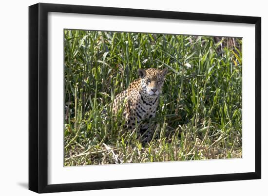 Brazil, The Pantanal, Rio Cuiaba, A female jaguar sits on the river bank watching for prey.-Ellen Goff-Framed Photographic Print