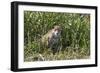 Brazil, The Pantanal, Rio Cuiaba, A female jaguar sits on the river bank watching for prey.-Ellen Goff-Framed Photographic Print