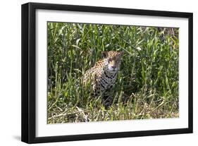 Brazil, The Pantanal, Rio Cuiaba, A female jaguar sits on the river bank watching for prey.-Ellen Goff-Framed Photographic Print