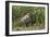 Brazil, The Pantanal, Rio Cuiaba, A female jaguar sits on the river bank watching for prey.-Ellen Goff-Framed Photographic Print