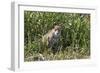 Brazil, The Pantanal, Rio Cuiaba, A female jaguar sits on the river bank watching for prey.-Ellen Goff-Framed Photographic Print