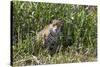 Brazil, The Pantanal, Rio Cuiaba, A female jaguar sits on the river bank watching for prey.-Ellen Goff-Stretched Canvas