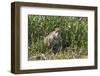 Brazil, The Pantanal, Rio Cuiaba, A female jaguar sits on the river bank watching for prey.-Ellen Goff-Framed Premium Photographic Print