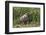 Brazil, The Pantanal, Rio Cuiaba, A female jaguar sits on the river bank watching for prey.-Ellen Goff-Framed Premium Photographic Print