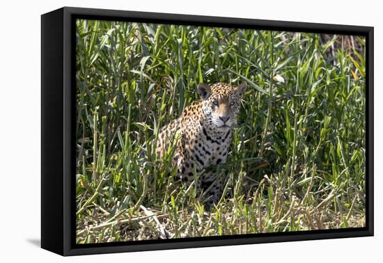 Brazil, The Pantanal, Rio Cuiaba, A female jaguar sits on the river bank watching for prey.-Ellen Goff-Framed Stretched Canvas