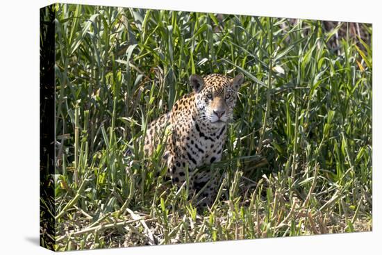 Brazil, The Pantanal, Rio Cuiaba, A female jaguar sits on the river bank watching for prey.-Ellen Goff-Stretched Canvas