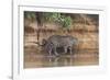 Brazil, The Pantanal, Rio Cuiaba, A jaguar walks along the banks of the river looking for prey.-Ellen Goff-Framed Photographic Print