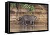 Brazil, The Pantanal, Rio Cuiaba, A jaguar walks along the banks of the river looking for prey.-Ellen Goff-Framed Stretched Canvas