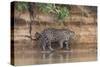 Brazil, The Pantanal, Rio Cuiaba, A jaguar walks along the banks of the river looking for prey.-Ellen Goff-Stretched Canvas