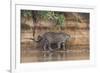 Brazil, The Pantanal, Rio Cuiaba, A jaguar walks along the banks of the river looking for prey.-Ellen Goff-Framed Premium Photographic Print