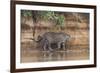 Brazil, The Pantanal, Rio Cuiaba, A jaguar walks along the banks of the river looking for prey.-Ellen Goff-Framed Premium Photographic Print