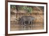 Brazil, The Pantanal, Rio Cuiaba, A jaguar walks along the banks of the river looking for prey.-Ellen Goff-Framed Premium Photographic Print