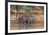 Brazil, The Pantanal, Rio Cuiaba, A jaguar walks along the banks of the river looking for prey.-Ellen Goff-Framed Premium Photographic Print