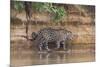 Brazil, The Pantanal, Rio Cuiaba, A jaguar walks along the banks of the river looking for prey.-Ellen Goff-Mounted Premium Photographic Print