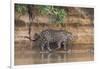 Brazil, The Pantanal, Rio Cuiaba, A jaguar walks along the banks of the river looking for prey.-Ellen Goff-Framed Photographic Print