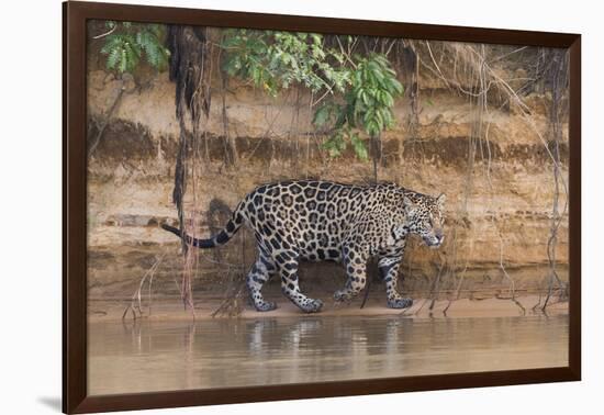 Brazil, The Pantanal, Rio Cuiaba, A jaguar walks along the banks of the river looking for prey.-Ellen Goff-Framed Photographic Print