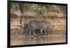 Brazil, The Pantanal, Rio Cuiaba, A jaguar walks along the banks of the river looking for prey.-Ellen Goff-Framed Photographic Print