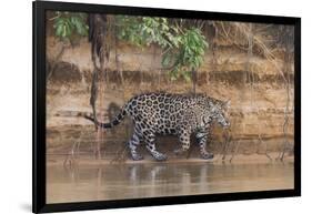 Brazil, The Pantanal, Rio Cuiaba, A jaguar walks along the banks of the river looking for prey.-Ellen Goff-Framed Photographic Print