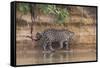 Brazil, The Pantanal, Rio Cuiaba, A jaguar walks along the banks of the river looking for prey.-Ellen Goff-Framed Stretched Canvas