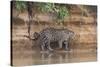 Brazil, The Pantanal, Rio Cuiaba, A jaguar walks along the banks of the river looking for prey.-Ellen Goff-Stretched Canvas