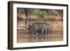 Brazil, The Pantanal, Rio Cuiaba, A jaguar walks along the banks of the river looking for prey.-Ellen Goff-Framed Photographic Print