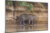 Brazil, The Pantanal, Rio Cuiaba, A jaguar walks along the banks of the river looking for prey.-Ellen Goff-Mounted Photographic Print