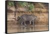 Brazil, The Pantanal, Rio Cuiaba, A jaguar walks along the banks of the river looking for prey.-Ellen Goff-Framed Stretched Canvas