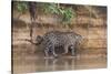 Brazil, The Pantanal, Rio Cuiaba, A jaguar walks along the banks of the river looking for prey.-Ellen Goff-Stretched Canvas