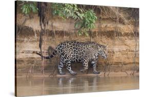 Brazil, The Pantanal, Rio Cuiaba, A jaguar walks along the banks of the river looking for prey.-Ellen Goff-Stretched Canvas