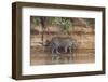 Brazil, The Pantanal, Rio Cuiaba, A jaguar walks along the banks of the river looking for prey.-Ellen Goff-Framed Photographic Print