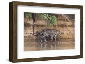 Brazil, The Pantanal, Rio Cuiaba, A jaguar walks along the banks of the river looking for prey.-Ellen Goff-Framed Photographic Print