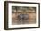 Brazil, The Pantanal, Rio Cuiaba, A jaguar walks along the banks of the river looking for prey.-Ellen Goff-Framed Photographic Print