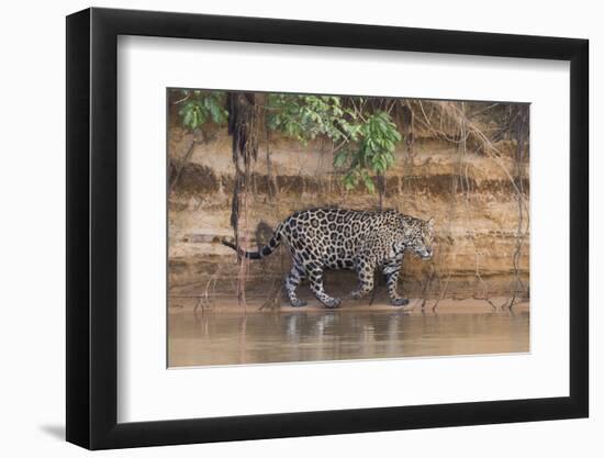 Brazil, The Pantanal, Rio Cuiaba, A jaguar walks along the banks of the river looking for prey.-Ellen Goff-Framed Photographic Print