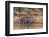 Brazil, The Pantanal, Rio Cuiaba, A jaguar walks along the banks of the river looking for prey.-Ellen Goff-Framed Photographic Print