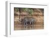 Brazil, The Pantanal, Rio Cuiaba, A jaguar walks along the banks of the river looking for prey.-Ellen Goff-Framed Photographic Print