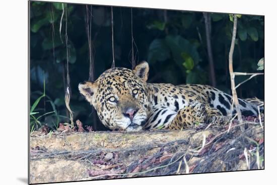 Brazil, The Pantanal, Rio Cuiaba. A large male jaguar suns himself on the riverbank.-Ellen Goff-Mounted Photographic Print