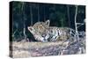 Brazil, The Pantanal, Rio Cuiaba. A large male jaguar suns himself on the riverbank.-Ellen Goff-Stretched Canvas