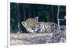 Brazil, The Pantanal, Rio Cuiaba. A large male jaguar suns himself on the riverbank.-Ellen Goff-Framed Photographic Print