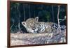 Brazil, The Pantanal, Rio Cuiaba. A large male jaguar suns himself on the riverbank.-Ellen Goff-Framed Photographic Print