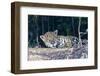 Brazil, The Pantanal, Rio Cuiaba. A large male jaguar suns himself on the riverbank.-Ellen Goff-Framed Photographic Print