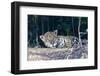 Brazil, The Pantanal, Rio Cuiaba. A large male jaguar suns himself on the riverbank.-Ellen Goff-Framed Photographic Print