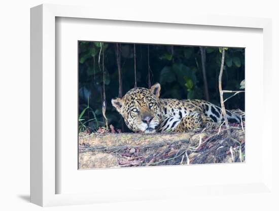 Brazil, The Pantanal, Rio Cuiaba. A large male jaguar suns himself on the riverbank.-Ellen Goff-Framed Photographic Print